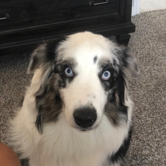 Meet your Posher, Brandon - Picture 1 of 1